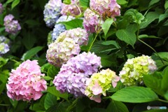 梅雨時の華～ⅴ