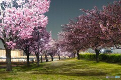 汐入夜桜～ⅶ