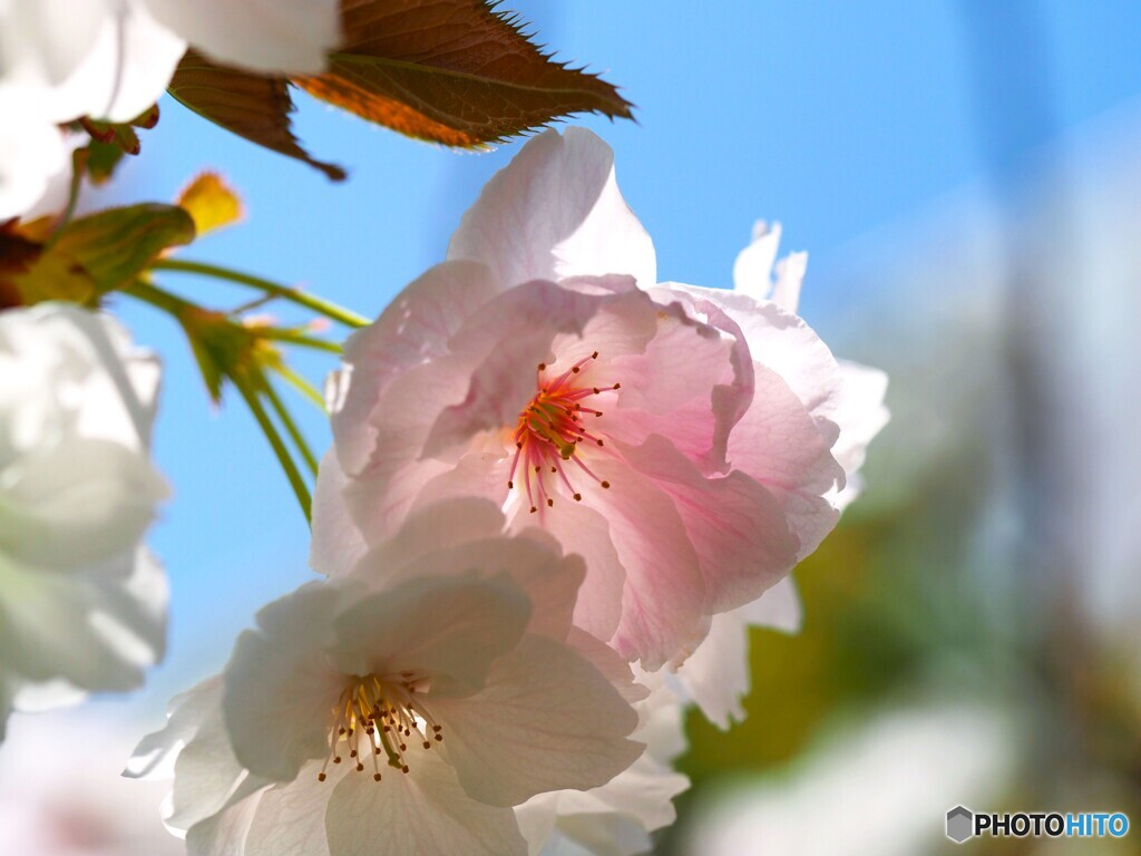 卯月の桜～xxiii