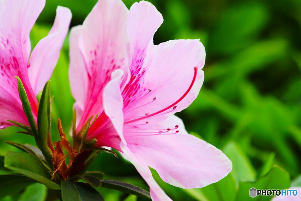 季節の花～ⅱ
