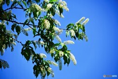 これも桜