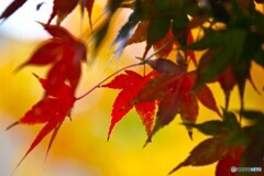 秋の深まり彩色