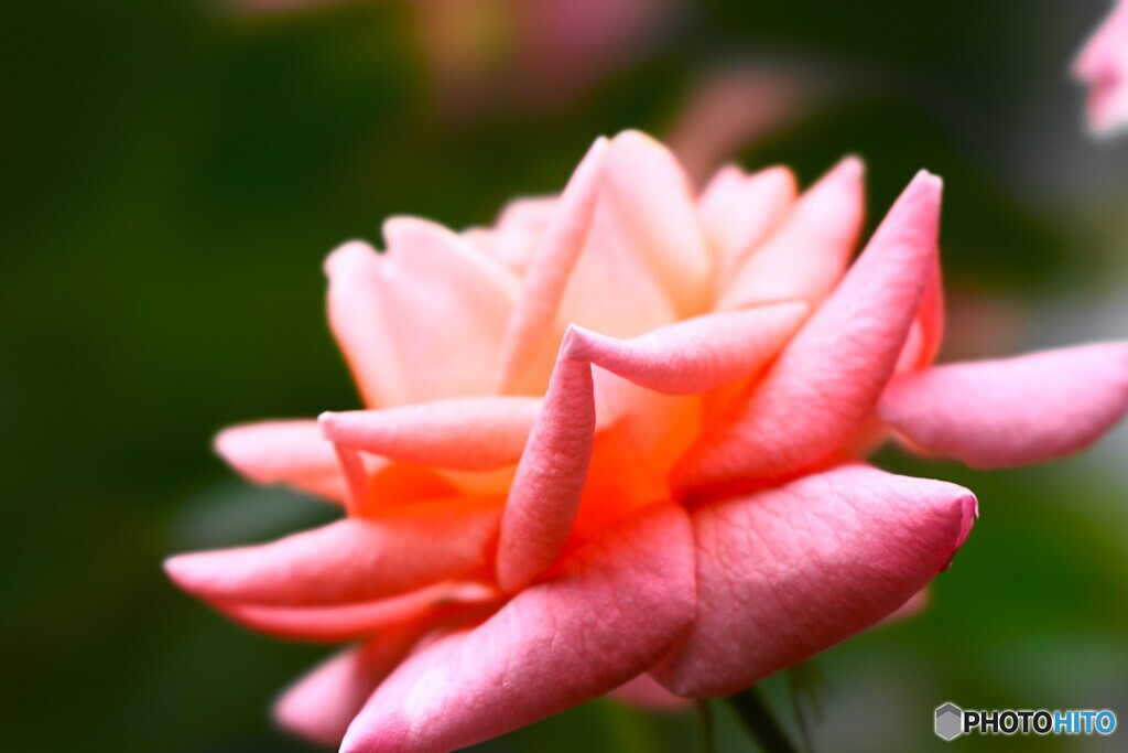 旧古川庭園の秋薔薇～xv