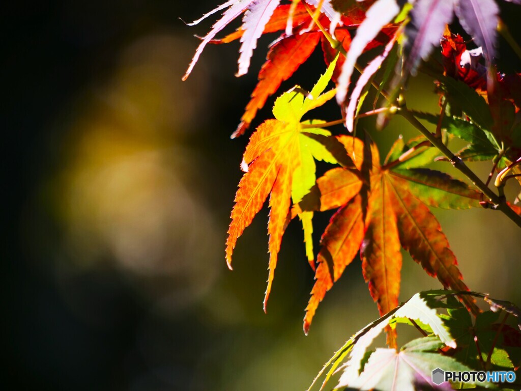 汐入公園の秋色