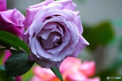 春薔薇の旧古河庭園～ⅺ