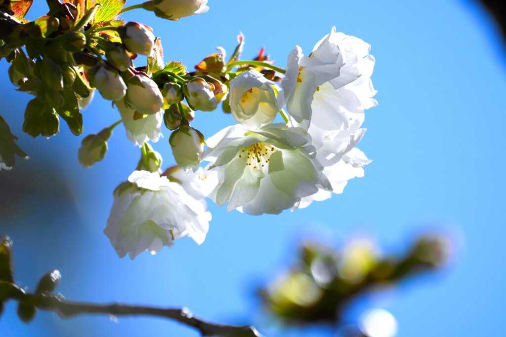 卯月の桜～ⅹ