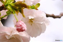 卯月の桜～ⅶ