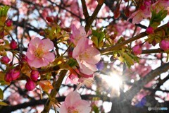 汐入河津桜～xiv