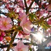 汐入河津桜～xiv