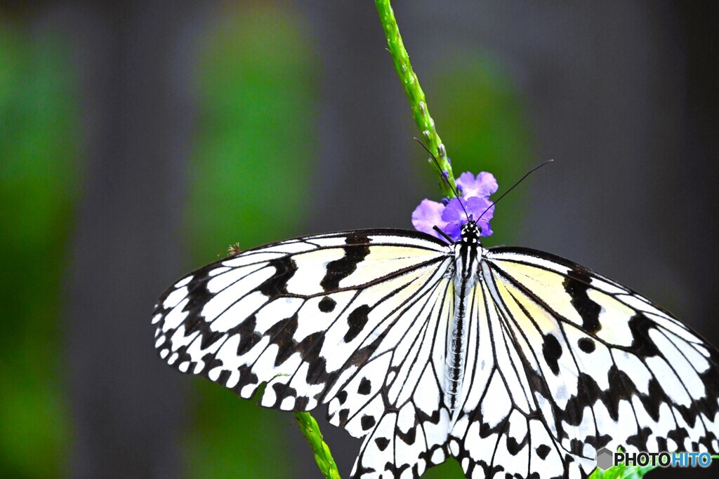 春の生物園～ⅴ
