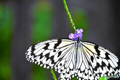 春の生物園～ⅴ
