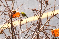 甘柿だよね～、、、？？