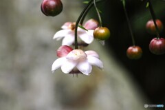 まだ咲きそう