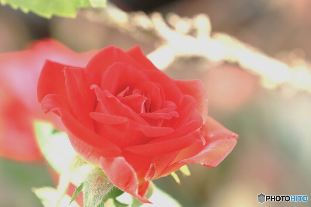 冬のミニ薔薇