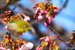 桜・サクジロー～ⅲ
