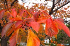 染井吉野も変身