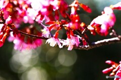 オカメ桜～③