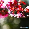 オカメ桜～③