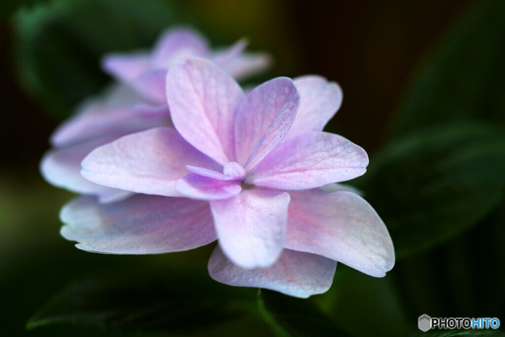 ベランダ花～ⅰ