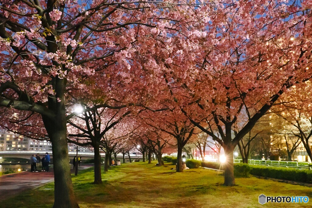 汐入夜桜～ⅱ