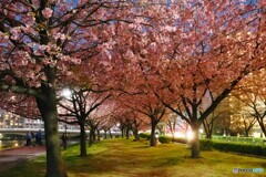 汐入夜桜～ⅱ