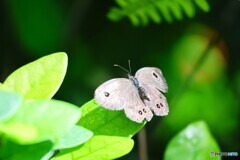 秋の生物園、佇み～ⅱ