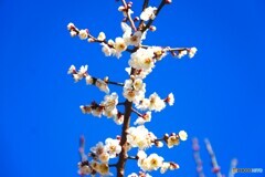 梅が盛り～ⅱ