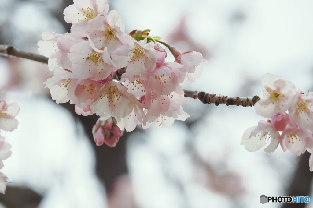 弥生の桜～ⅱ