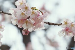弥生の桜～ⅱ