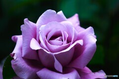 春薔薇の旧古河庭園～ⅵ