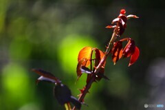 晩秋の薔薇の葉