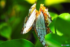 夏休み中の生物園～xⅷ