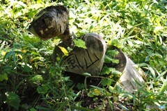 蝶の里公園～xix