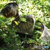 蝶の里公園～xix