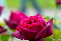 春薔薇の旧古河庭園～ⅹ