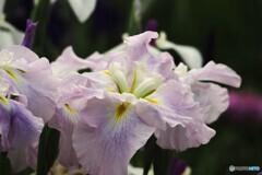 堀切菖蒲園２０２５～ⅹ