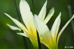 黄色の玉簾
