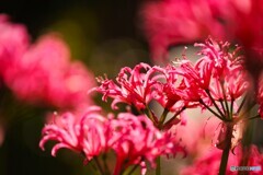 ネリネの輝き～ⅱ