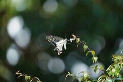 零れ日の中の蝶