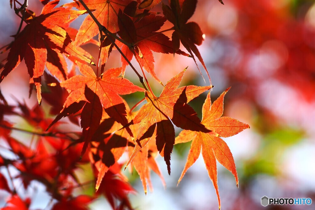 照紅葉～ⅵ