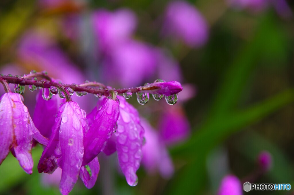 土砂降りの日の花達～ⅱ