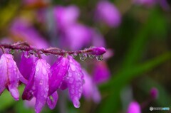 土砂降りの日の花達～ⅱ
