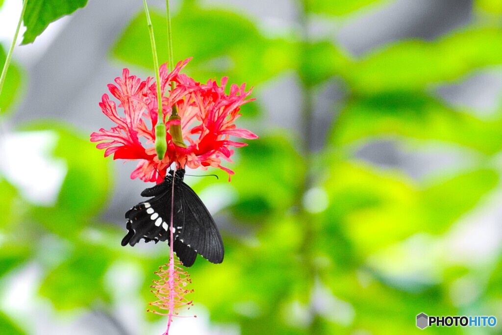 初夏の生物園～④