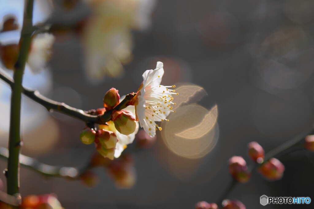 春へ踏み出す～ⅰ