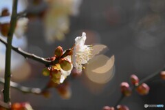 春へ踏み出す～ⅰ