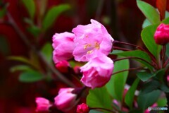 汐入花海棠～ⅱ
