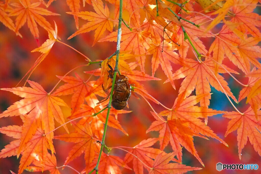 夏の名残り