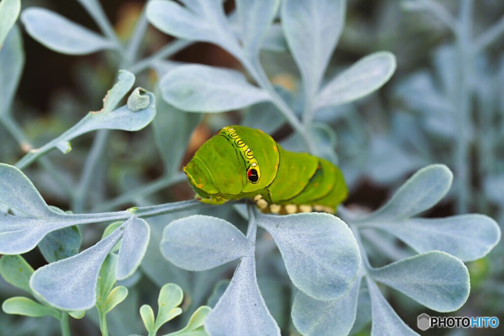 来年の春会おうね～、、、。