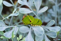 来年の春会おうね～、、、。