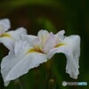 ２０２４堀切菖蒲園～ⅸ